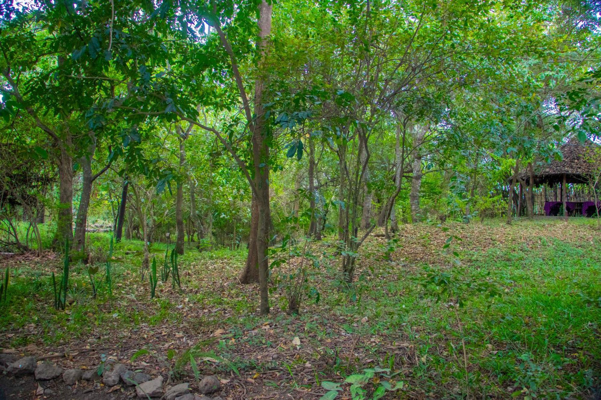 Shamba Hostel Usa River Экстерьер фото